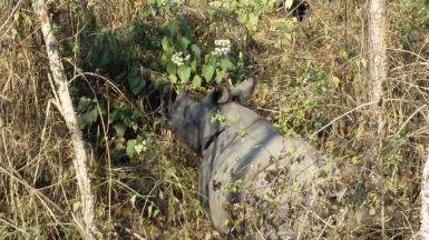 Chitwan safari - rhino